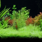 植栽から107日目　ウォーターローン
